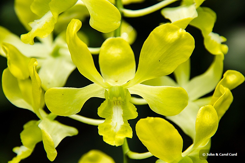 _MG_5238 Orchid.JPG